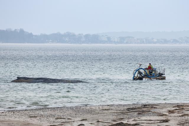 24 March 2026, Schleswig-Holstein, Timmendorf: A suction dredger is being used to create a passage for a whale stranded on the Baltic Sea coast near Niendorf. Biologists hope the animal will then be able to move into deeper water on its own. Police have cordoned off the area to avoid disturbing the whale. Photo: Ulrich Perrey/dpa