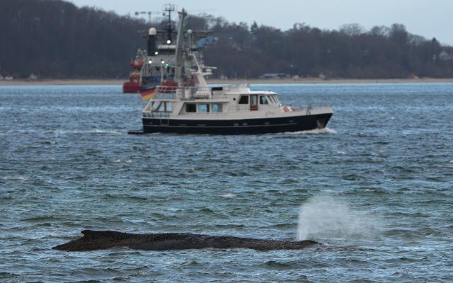25 March 2026, Schleswig-Holstein, Timmendorfer Strand: The beached whale lies in the water of the Baltic Sea in front of the pier at Niendorf harbor. The police have cordoned off the area so as not to alarm the animal. Rescue attempts are continuing. Photo: Marcus Brandt/dpa