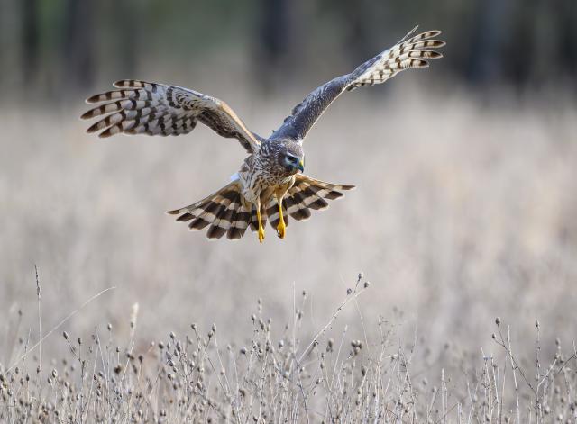 25 March 2026, Brandenburg, Reitwein: A hen harrier flies low over a meadow in search of food. The hen harrier is being observed more frequently again in Germany. According to ornithologists, the highly endangered bird of prey benefits regionally from protection measures and low-disturbance breeding areas. However, experts warn that disturbances during the breeding season can continue to endanger the population. Photo: Patrick Pleul/dpa