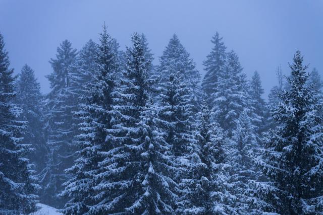 26 March 2026, Baden-Wuerttemberg, Voehrenbach: Snow-covered fir trees stand in a wooded area near Voehrenbach. Photo: Silas Stein/dpa