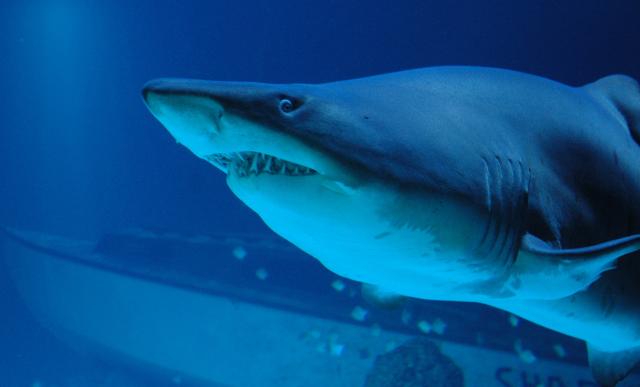 FILED - 08 November 2005, Schleswig-Holstein, Burg: A sand tiger shark swims in the aquarium at the sea centre on Fehmarn island. Photo: Horst Pfeiffer/dpa