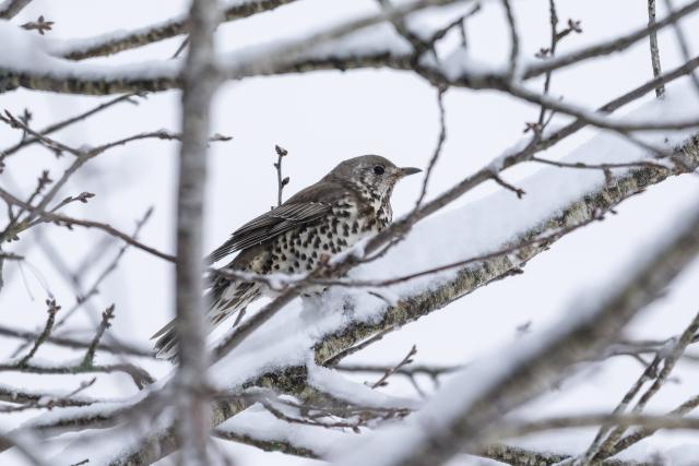 26 March 2026, Baden-Wuerttemberg, Linach: A bird clings to a snow-covered tree in Linach (Schwarzwald-Baar district). Photo: Silas Stein/dpa