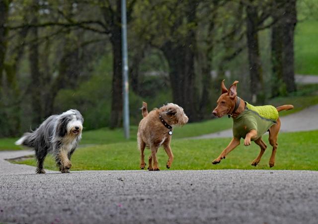 26 March 2026, Bavaria, Munich: Three dogs play in the rain at Olympic Park. Photo: Malin Wunderlich/dpa
