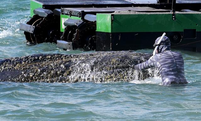 26 March 2026, Schleswig-Holstein, Timmendorfer Strand: Robert Marc Lehmann, marine biologist, works on freeing a stranded whale in the Baltic Sea. Experts are once again trying to free the humpback whale stuck off Timmendorfer Strand. Photo: Daniel Bockwoldt/dpa