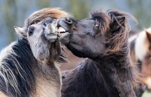 26 March 2026, Hesse, Wehrheim: Icelandic horses wrestle in their paddock in the Taunus at temperatures of four degrees above zero. Photo: Boris Roessler/dpa