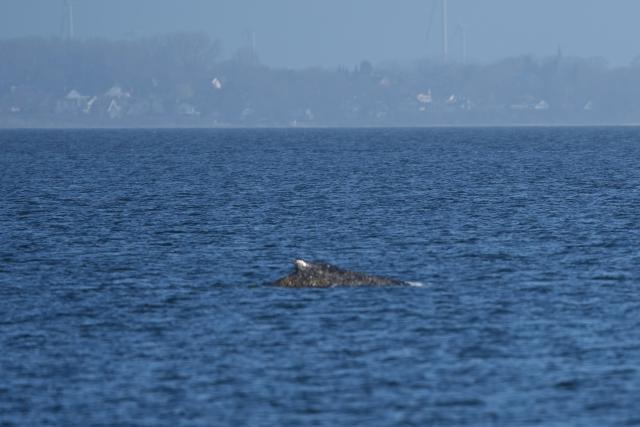 27 March 2026, Schleswig-Holstein, Timmendorfer Strand: The humpback whale swims in the Baltic Sea. The whale stranded in the Baltic Sea off Niendorf has apparently freed itself. The animal was no longer visible in the early morning. Photo: Marcus Brandt/dpa