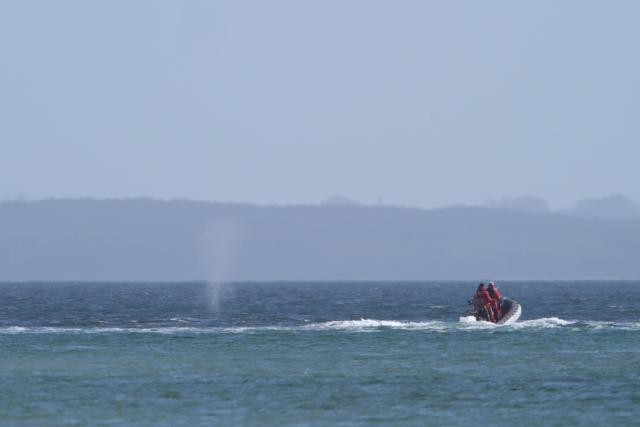 27 March 2026, Schleswig-Holstein, Timmendorfer Strand: The humpback whale swims in the Baltic Sea accompanied by inflatable boats. The whale stranded in the Baltic Sea off Niendorf has apparently freed itself. The animal was no longer visible in the early morning. Photo: Marcus Brandt/dpa