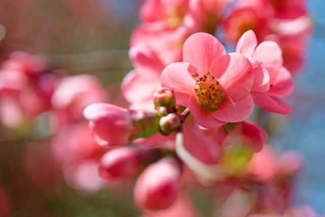 27 March 2026, Baden-Württemberg, Ritschweiher: Red blossoms hanging from a tree. Photo: Uwe Anspach/dpa