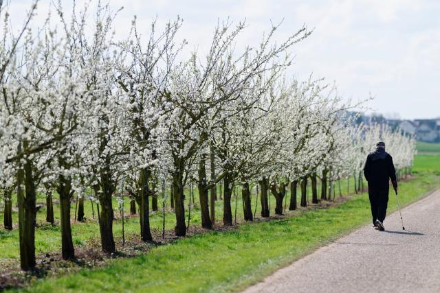 27 March 2026, Baden-Württemberg, Grosssachsen: A man walks past blossoming trees on a country lane. Photo: Uwe Anspach/dpa