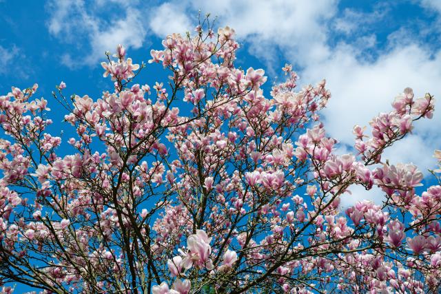 27 March 2026, Baden-Württemberg, Ritschweiher: A magnolia tree in bloom stands against the blue sky. Photo: Uwe Anspach/dpa
