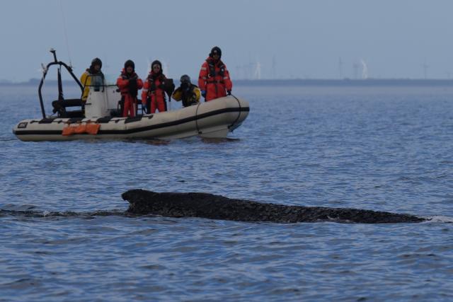 27 March 2026, Schleswig-Holstein, Timmendorfer Strand: The humpback whale swims in the Baltic Sea accompanied by inflatable boats. The whale stranded in the Baltic Sea off Niendorf has apparently freed itself. The animal was no longer visible in the early morning. Photo: Marcus Brandt/dpa