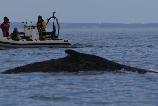 27 March 2026, Schleswig-Holstein, Timmendorfer Strand: The humpback whale swims in the Baltic Sea accompanied by inflatable boats. The whale stranded in the Baltic Sea off Niendorf has apparently freed itself. The animal was no longer visible in the early morning. Photo: Marcus Brandt/dpa