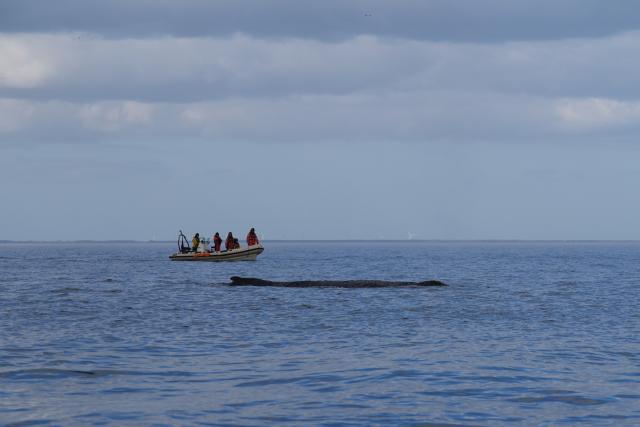 27 March 2026, Schleswig-Holstein, Timmendorfer Strand: A humpback whale is swimming in the Baltic Sea, accompanied by rubber boats. The whale, which had become stranded in the Baltic Sea off the coast of Niendorf, had freed itself the night before. The animal is now swimming in the Baltic Sea again and is being accompanied by Coast Guard vessels and police boats. Photo: Marcus Brandt/dpa