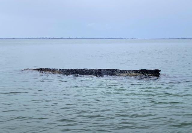 28 March 2026, Mecklenburg-Western Pomerania, Boltenhagen: The humpback whale that had previously been freed off Timmendorfer Strand has become stranded again and can be seen in Wismar Bay. Photo: Ferdinand Merzbach/NEWS5/dpa