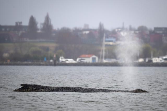 28 March 2026, Mecklenburg-Western Pomerania, Boltenhagen: The humpback whale, which had been freed off Timmendorfer Strand, has become stranded again and is now lying on a sandbar in Wismar Bay. Photo: Philip Dulian/dpa