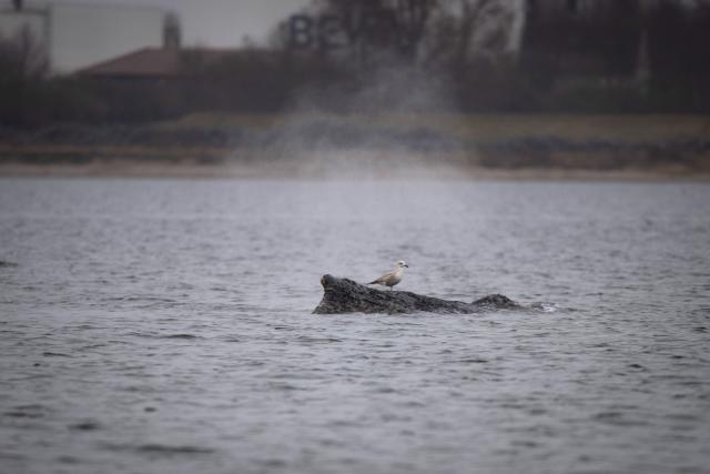 28 March 2026, Mecklenburg-Western Pomerania, Boltenhagen: A seagull is perched on the whale that stranded off Wismar. The humpback whale that was freed off Timmendorfer Strand has stranded again. The marine mammal is now lying on a sandbar in Wismar Bay. Photo: Philip Dulian/dpa