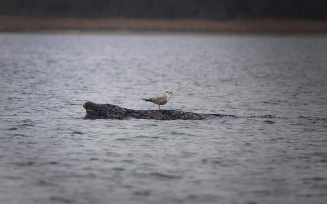 28 March 2026, Mecklenburg-Western Pomerania, Boltenhagen: A seagull perches on a humpback whale stranded in Wismar Bay. The whale, which had been freed off Timmendorfer Strand, has become stranded again and is now lying on a sandbar. Photo: Philip Dulian/dpa