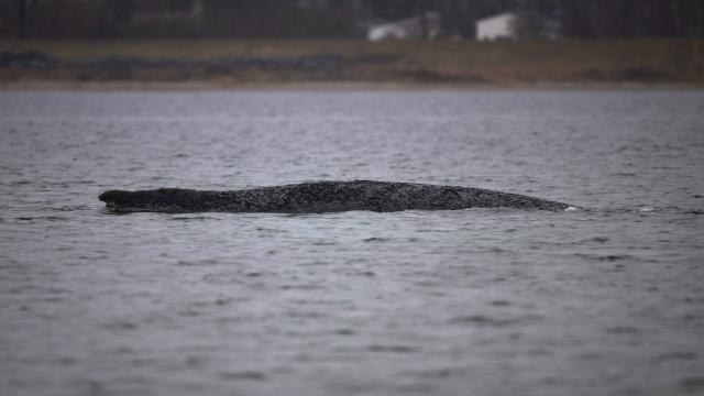 28 March 2026, Mecklenburg-Western Pomerania, Boltenhagen: The humpback whale, which had been freed off Timmendorfer Strand, has become stranded again and is now lying on a sandbar in Wismar Bay. Photo: Philip Dulian/dpa