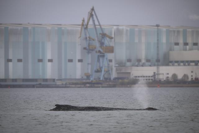 28 March 2026, Mecklenburg-Western Pomerania, Boltenhagen: The humpback whale, which had been freed off Timmendorfer Strand, has become stranded again and is now lying on a sandbar in Wismar Bay. Photo: Philip Dulian/dpa