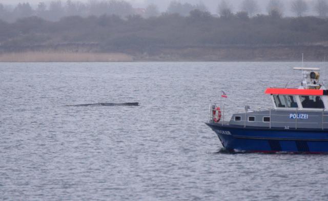 29 March 2026, Mecklenburg-Western Pomerania, Wismar: A water police vessel sails alongside a whale lying in the Baltic Sea. The humpback whale, which had been freed off Timmendorfer Strand, has stranded again on a sandbar in Wismar Bay. Photo: Daniel Bockwoldt/dpa