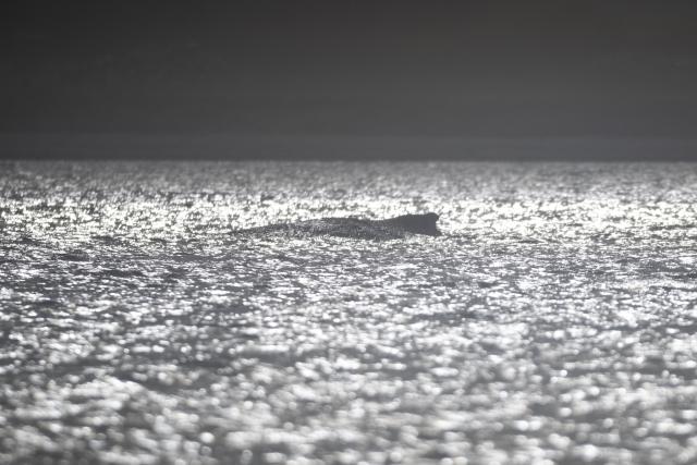29 March 2026, Mecklenburg-Western Pomerania, Wismar: The humpback whale lies in the Bay of Wismar. The humpback whale, which had been freed off Timmendorfer Strand, has stranded again on a sandbar in Wismar Bay. Photo: Philip Dulian/dpa