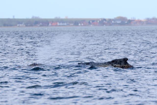 29 March 2026, Mecklenburg-Western Pomerania, Wismar: The humpback whale lies in the Bay of Wismar. The humpback whale, which had been freed off Timmendorfer Strand, has stranded again on a sandbar in Wismar Bay. Photo: Bodo Marks/dpa