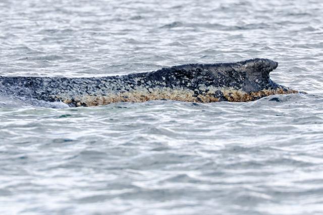 29 March 2026, Mecklenburg-Western Pomerania, Wismar: The humpback whale lies in the Bay of Wismar. The humpback whale, which had been freed off Timmendorfer Strand, has stranded again on a sandbar in Wismar Bay. Photo: Bodo Marks/dpa