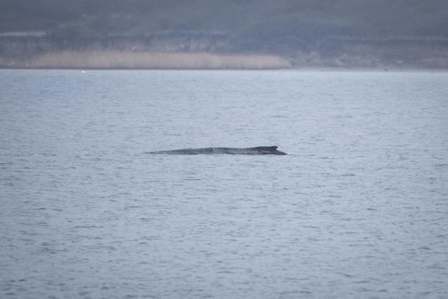 30 March 2026, Mecklenburg-Western Pomerania, Wismar: The humpback whale lies in the Bay of Wismar. The humpback whale, which had been freed off Timmendorfer Strand, has stranded again on a sandbar in Wismar Bay Photo: Philip Dulian/dpa