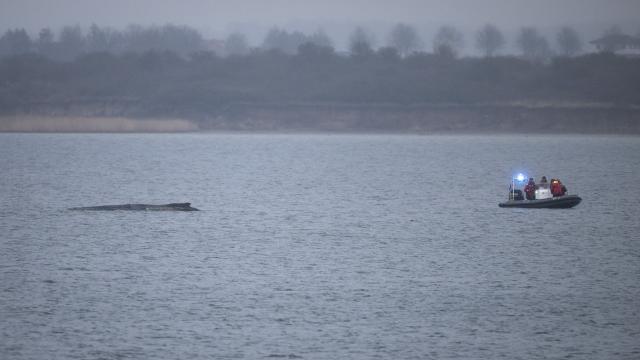 30 March 2026, Mecklenburg-Western Pomerania, Wismar: A police inflatable boat approaches the humpback whale in the Bay of Wismar. The humpback whale, which had been freed off Timmendorfer Strand, has stranded again on a sandbar in Wismar Bay Photo: Philip Dulian/dpa