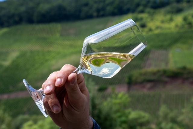 FILED - 30 July 2025, Zeltinge-Rachtig: A winemaker examines a glass of Mosel Riesling at the Selbach wine shop in Zeltingen-Rachtig. Photo: Harald Tittel/dpa