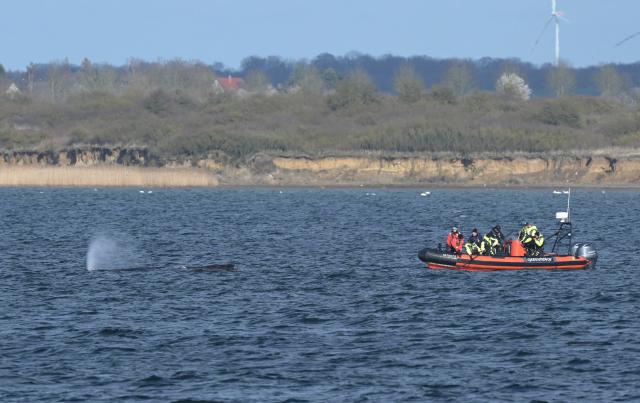 30 March 2026, Mecklenburg-Western Pomerania, Wismar: A police inflatable boat approaches the humpback whale in the Bay of Wismar. The humpback whale, which had been freed off Timmendorfer Strand, has stranded again on a sandbar in Wismar Bay Photo: Stefan Sauer/dpa