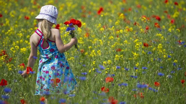 FILED - 22 May 2011, Brandenburg, Briesen: A little girl picks cornflowers and poppies on a field in Briesen. Photo: Patrick Pleul/dpa-Zentralbild/dpa