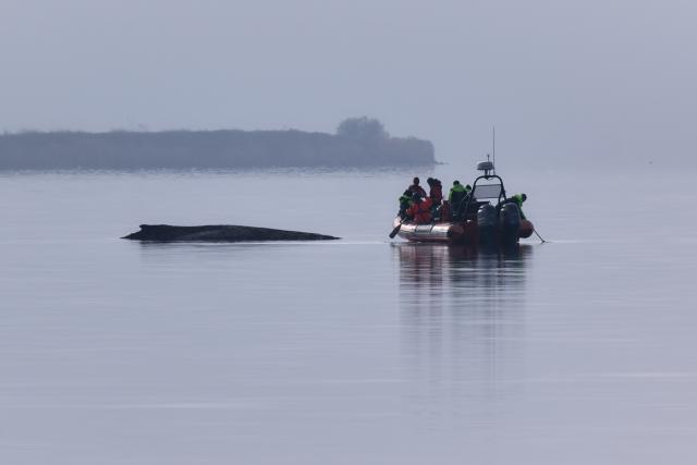 01 April 2026, Mecklenburg-Western Pomerania, Weitendorf-Hof: A Greenpeace boat approaches the humpback whale, which is still stuck off the island of Poel. Photo: Marcus Golejewski/dpa