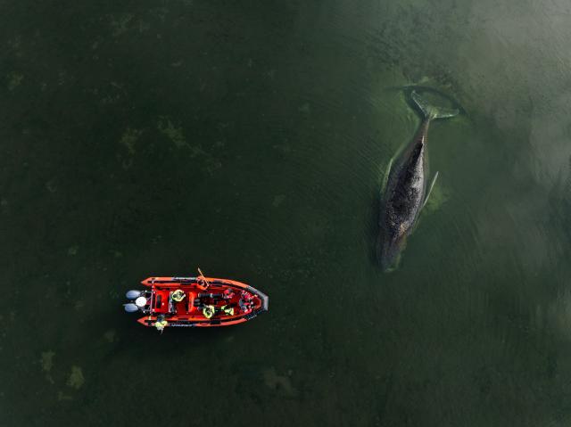 HANDOUT - 01 April 2026, Mecklenburg-Vorpommern, ---: A photo provided by Greenpeace Germany shows a stranded humpback whale off the coast of Poel Island in the Baltic Sea. Greenpeace is on site assisting with ongoing efforts. Photo: Florian Manz/Greenpeace Germany/dpa - ACHTUNG: Nur zur redaktionellen Verwendung im Zusammenhang mit der aktuellen Berichterstattung und nur mit vollständiger Nennung des vorstehenden Credits