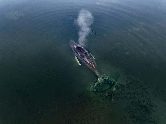 HANDOUT - 01 April 2026, Mecklenburg-Vorpommern, ---: A photo provided by Greenpeace Germany shows a stranded humpback whale off the coast of Poel Island in the Baltic Sea. Greenpeace is on site assisting with ongoing efforts. Photo: Florian Manz/Greenpeace Germany/dpa - ACHTUNG: Nur zur redaktionellen Verwendung im Zusammenhang mit der aktuellen Berichterstattung und nur mit vollständiger Nennung des vorstehenden Credits
