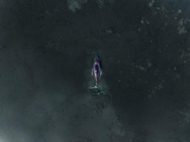 HANDOUT - 01 April 2026, Mecklenburg-Vorpommern, ---: A photo provided by Greenpeace Germany shows a stranded humpback whale off the coast of Poel Island in the Baltic Sea. Greenpeace is on site assisting with ongoing efforts. Photo: Florian Manz/Greenpeace Germany/dpa - ACHTUNG: Nur zur redaktionellen Verwendung im Zusammenhang mit der aktuellen Berichterstattung und nur mit vollständiger Nennung des vorstehenden Credits