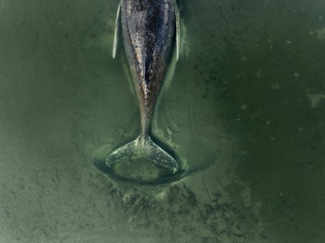 HANDOUT - 01 April 2026, Mecklenburg-Vorpommern, ---: A photo provided by Greenpeace Germany shows a stranded humpback whale off the coast of Poel Island in the Baltic Sea. Greenpeace is on site assisting with ongoing efforts. Photo: Florian Manz/Greenpeace Germany/dpa - ACHTUNG: Nur zur redaktionellen Verwendung im Zusammenhang mit der aktuellen Berichterstattung und nur mit vollständiger Nennung des vorstehenden Credits