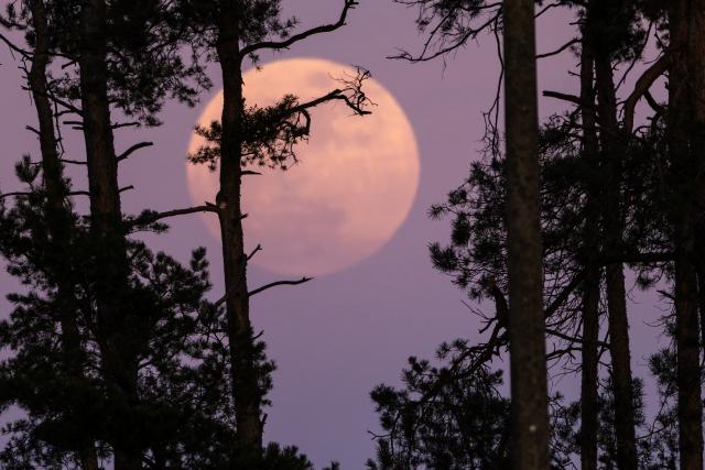 01 April 2026, Brandenburg, Leuthen: The full moon glows behind  pine trees in Brandenburg. Photo: Frank Hammerschmidt/dpa