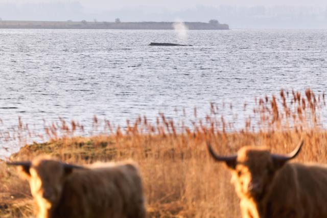 02 April 2026, Mecklenburg-Western Pomerania, Weitendorf-Hof: Cattle stand in a pasture on the shore, while the humpback whale is still resting on a sandbar off the coast of Poel Island in the background. Photo: Marcus Golejewski/dpa