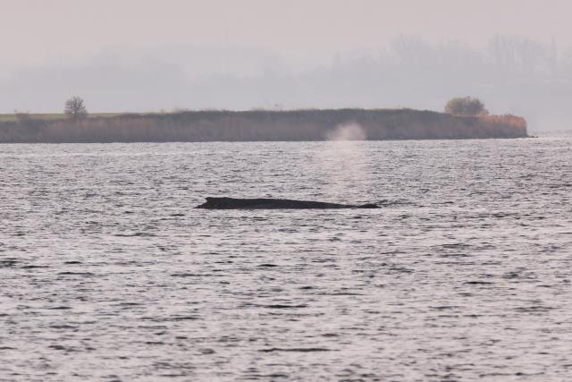 02 April 2026, Mecklenburg-Western Pomerania, Weitendorf-Hof: The humpback whale is still lying on a sandbar off the coast of Poel. Photo: Marcus Golejewski/dpa
