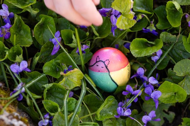 02 April 2026, Thuringia, Weimar: An egg lies among the flowers near Goethe's garden house during the traditional Easter egg hunt. Photo: Michael Reichel/dpa