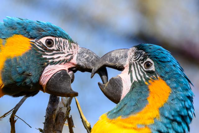02 April 2026, Saxony, Leipzig: Blue-throated macaws perch on a branch in the new bird exhibit at Leipzig Zoo. Photo: Hendrik Schmidt/dpa