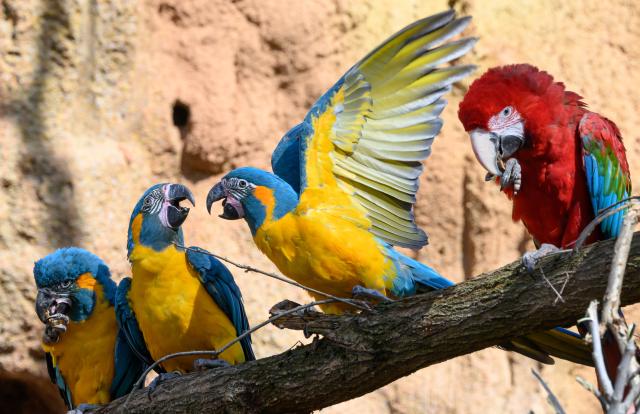 02 April 2026, Saxony, Leipzig: Blue-throated macaws perch on a branch next to a green-winged macaw (R) in the new bird exhibit at Leipzig Zoo. Photo: Hendrik Schmidt/dpa