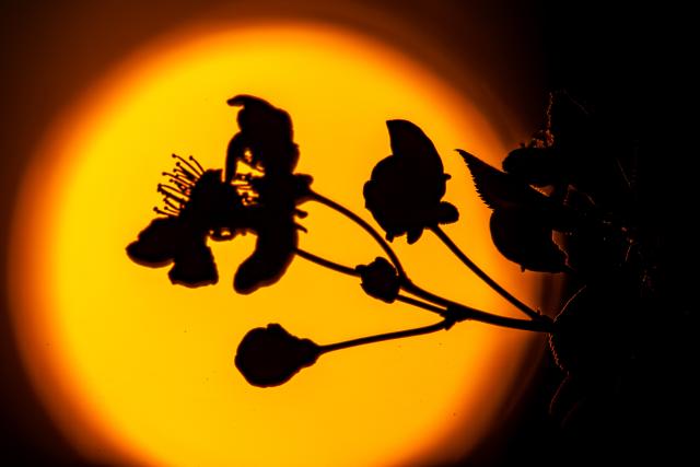 02 April 2026, Brandenburg, Leuthen: A cherry blossom stands in front of the setting sun in Leuthen. Photo: Frank Hammerschmidt/dpa