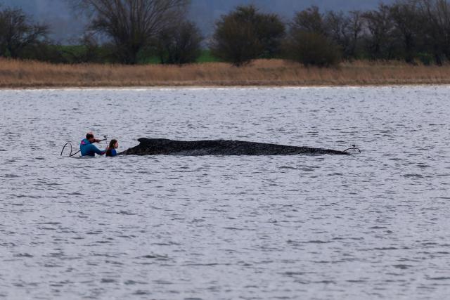 03 April 2026, Mecklenburg-Western Pomerania, Weitendorf-Hof: Firefighters spray water on the whale's back, which is sticking on a sandbar off the coast of Poel. The humpback whale that stranded off Wismar is still alive. Photo: Marcus Golejewski/dpa