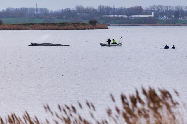 03 April 2026, Mecklenburg-Western Pomerania, Weitendorf-Hof: Firefighters spray water on the whale's back, which is sticking on a sandbar off the coast of Poel. The humpback whale that stranded off Wismar is still alive. Photo: Marcus Golejewski/dpa
