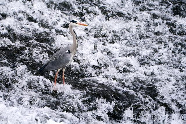 04 April 2026, Hesse, Runkel: A gray heron (Ardea cinerea) stands in the Lahn River in the town of Runkel (Limburg-Weilburg district). Photo: Sascha Ditscher/dpa