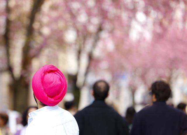 04 April 2026, North Rhine-Westphalia, Bonn: Tourists admire the cherry blossoms in full bloom. Photo: Thomas Banneyer/dpa