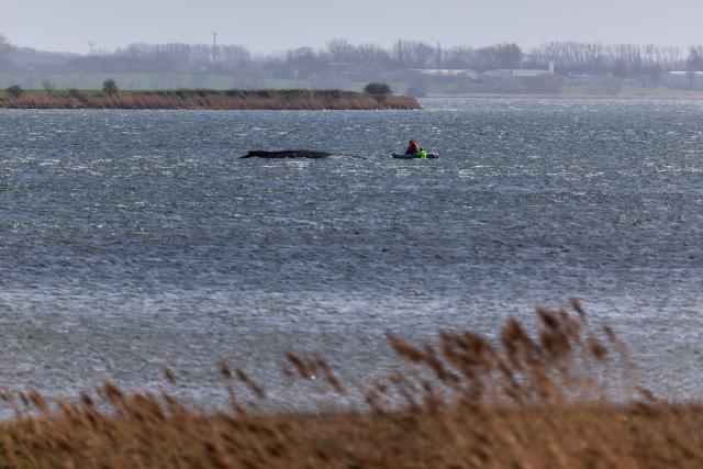 05 April 2026, Mecklenburg-Western Pomerania, Weitendorf-Hof: The humpback whale is still lying on a sandbar off the coast of Poel Island this afternoon. Photo: Marcus Golejewski/dpa