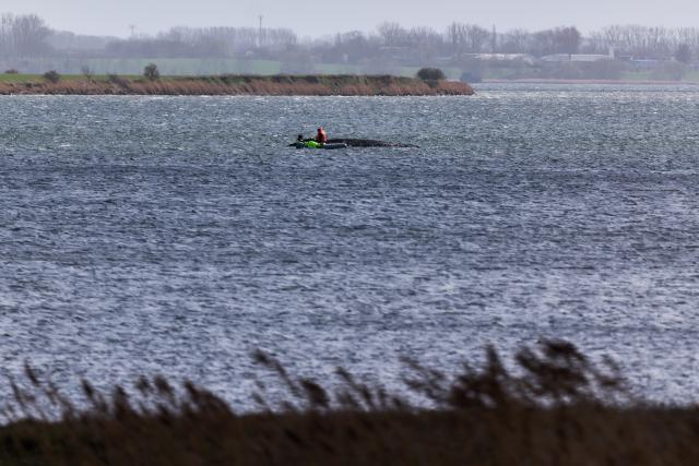 05 April 2026, Mecklenburg-Western Pomerania, Weitendorf-Hof: The humpback whale is still lying on a sandbar off the coast of Poel Island this afternoon. Photo: Marcus Golejewski/dpa